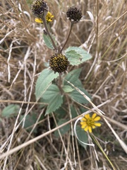 Rudbeckia laciniata