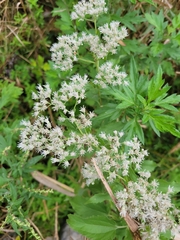 Eupatorium serotinum