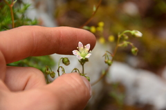 Saxifraga bronchialis