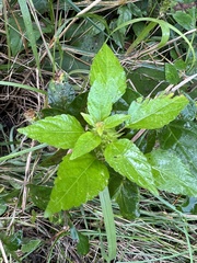 Acalypha rhomboidea