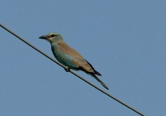 Coracias garrulus