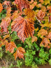 Acer saccharum