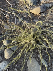 Crassula muscosa