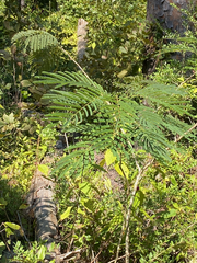 Albizia julibrissin