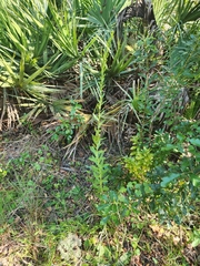 Asteromyia carbonifera