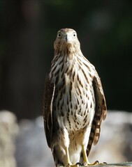Accipiter cooperii