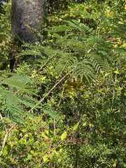 Albizia julibrissin