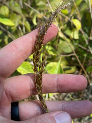Sorghastrum elliottii