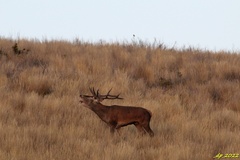 Cervus elaphus elaphus