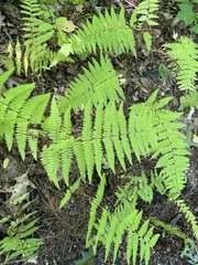 Dennstaedtia punctilobula