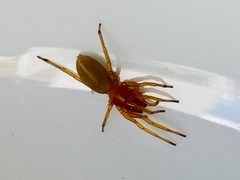 Dysdera crocata