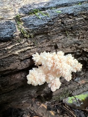 Hericium coralloides