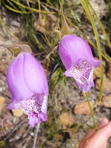 Image of Gladiolus bullatus by (c) Corli du Toit Smith, some rights reserved (CC BY)