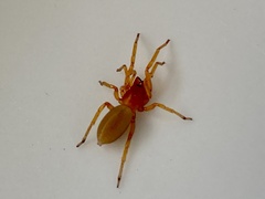 Dysdera crocata