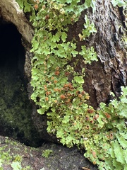 Ricasolia quercizans