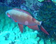 Priacanthus