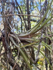 Tillandsia simulata