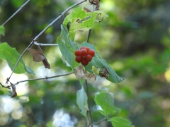 Lonicera ciliosa