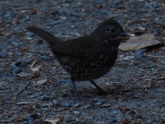 Passerella iliaca