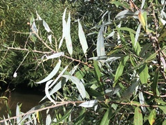 Salix caroliniana