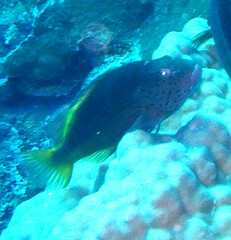 Paracirrhites forsteri