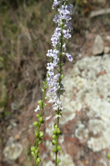 Anarrhinum bellidifolium