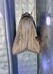 Mythimna riparia
