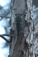 Neotibicen pruinosus