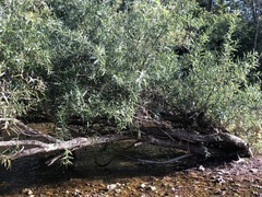 Salix caroliniana