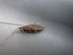 Trichoptera