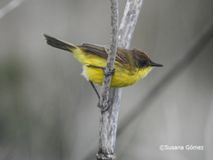 Pseudocolopteryx flaviventris