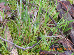 Pterostylis curta