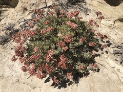 Eriogonum arborescens