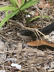 Coluber constrictor priapus
