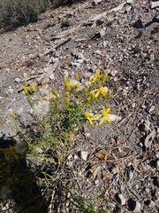 Senecio spartioides