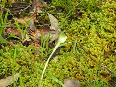 Pterostylis curta