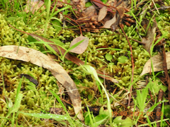 Pterostylis curta