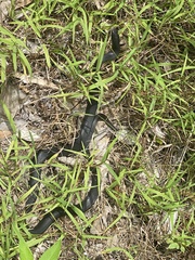 Coluber constrictor priapus