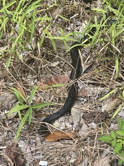 Coluber constrictor priapus