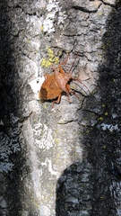 Apoecilus bracteatus