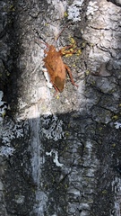 Apoecilus bracteatus