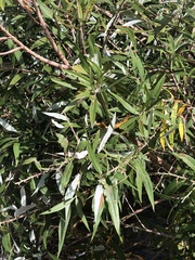 Salix caroliniana
