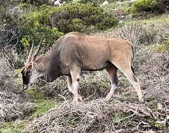 Tragelaphus oryx oryx