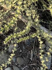 Crassula muscosa