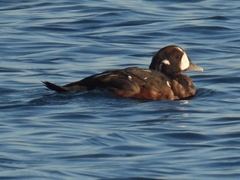 Histrionicus histrionicus