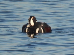 Histrionicus histrionicus