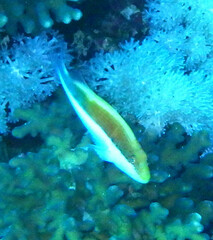 Paracirrhites forsteri