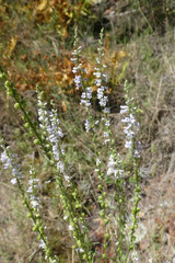 Anarrhinum bellidifolium