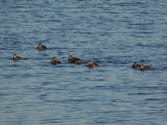 Histrionicus histrionicus