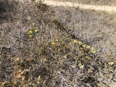 Acmispon dendroideus